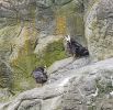 PICTURES/Oregon Coast Aquarium - Newport/t_Puffin3.jpg